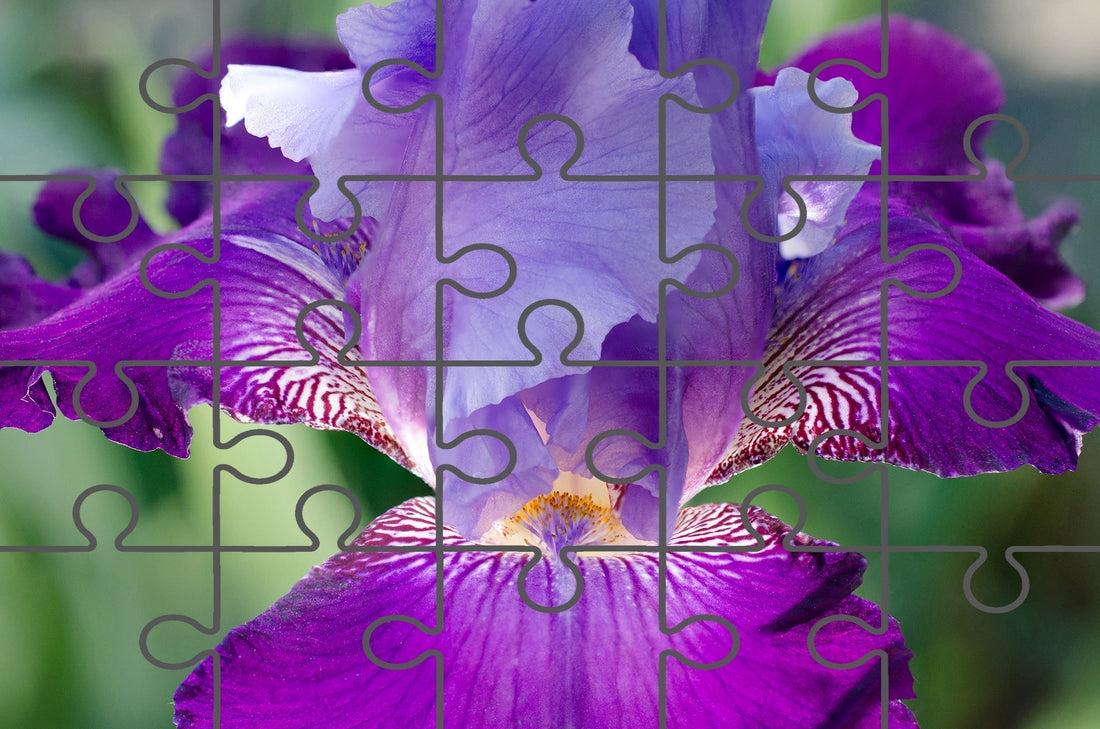 Glowing Iris Nature Photograph Botanical Floral Free Online Jigsaw Puzzle