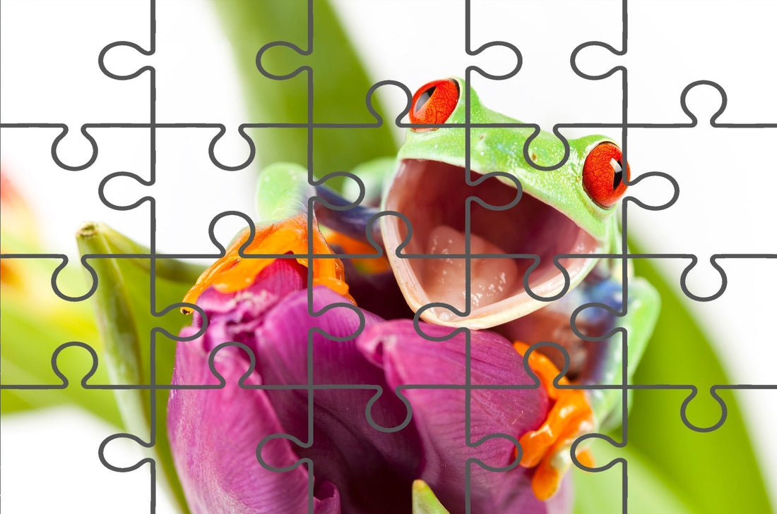 Happy Red Eyed Tree Frog Sitting on Purple Tulip Flower Bloom Wildlife Nature Photo Free Online Jigsaw Puzzle 
