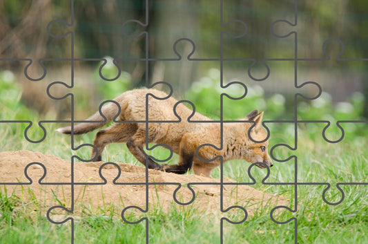 Baby Red Fox On The Move Wildlife Photograph Digital Jigsaw Puzzle