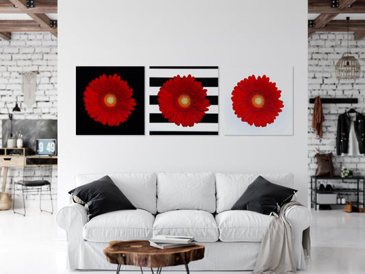 Red Floral Artwork Set of 3 Gerbera Daisy Fine Art Canvas Prints in Living Room Setting