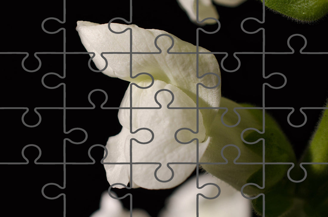 Single Snapdragon Bloom Floral Nature Photo Free Online Puzzle