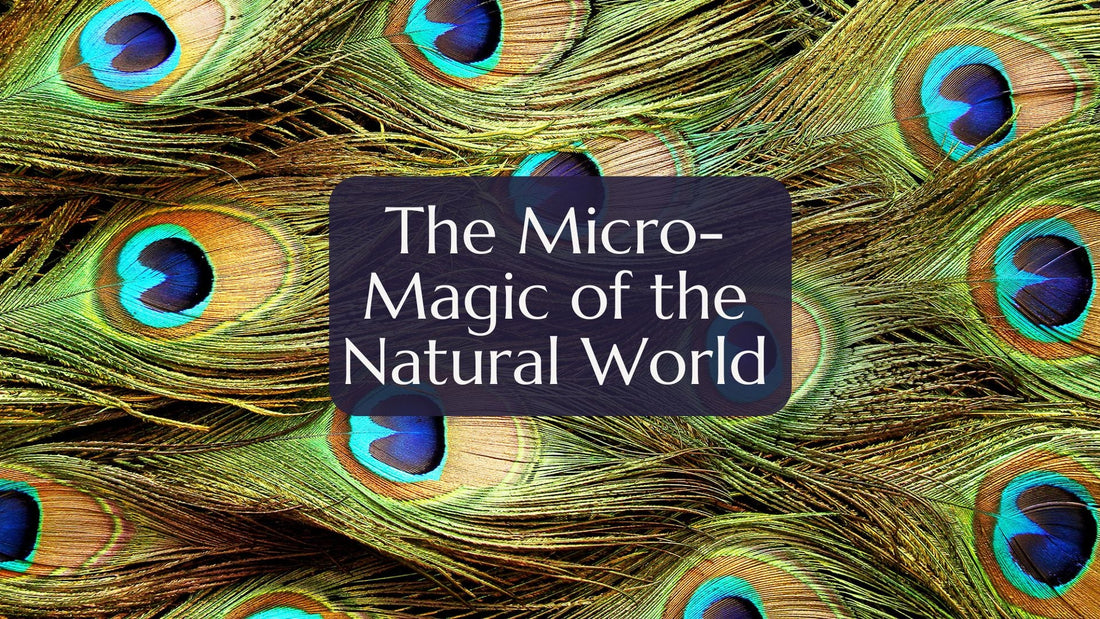The Micro-Magic of the Natural World