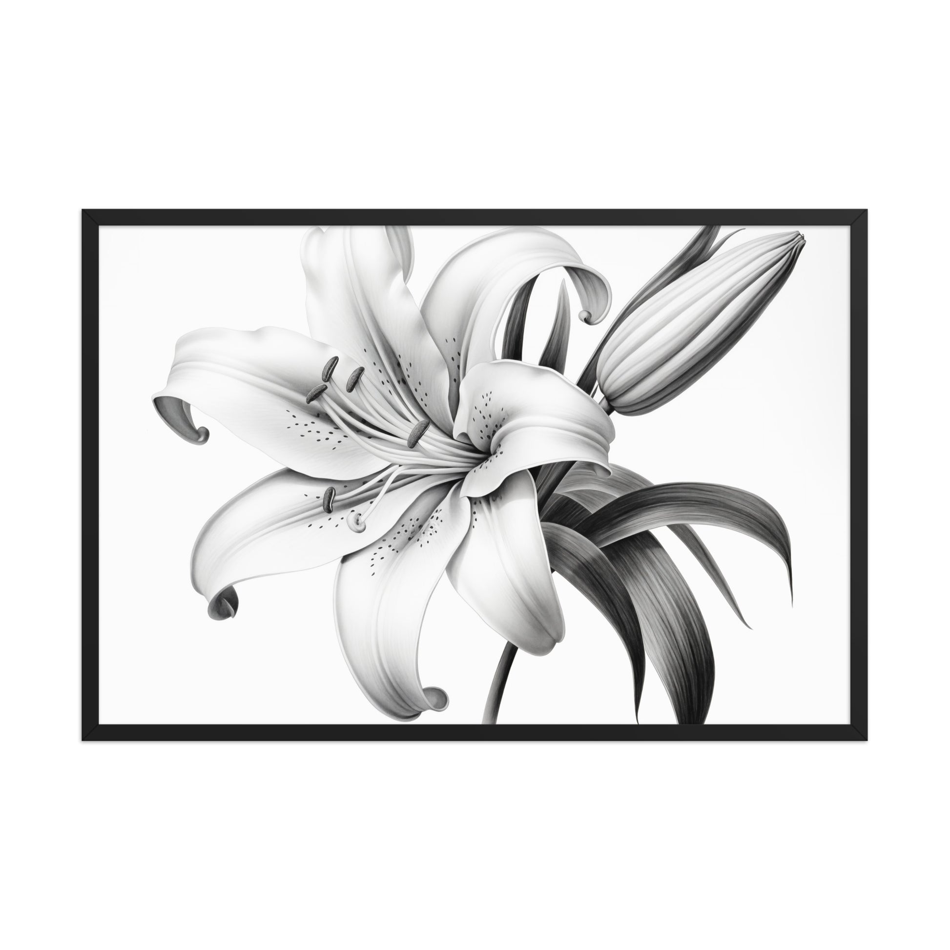 A Moment of Bloom Lily Pencil Sketch Charcoal Drawing Framed 24 x 36 Black Frame
