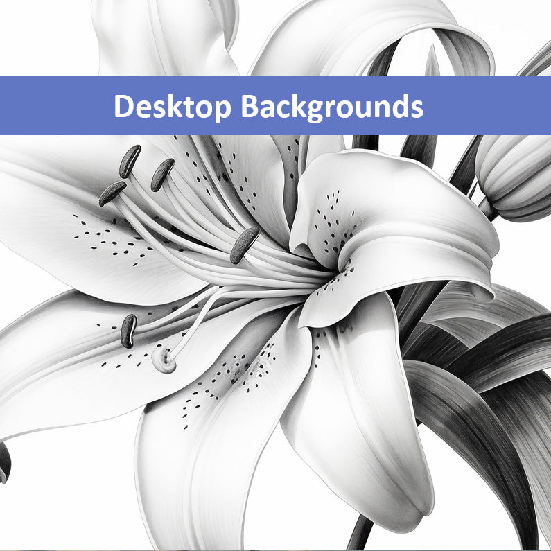 A Moment of Bloom Lily Pencil Sketch Charcoal Drawing Wallpaper for Computer