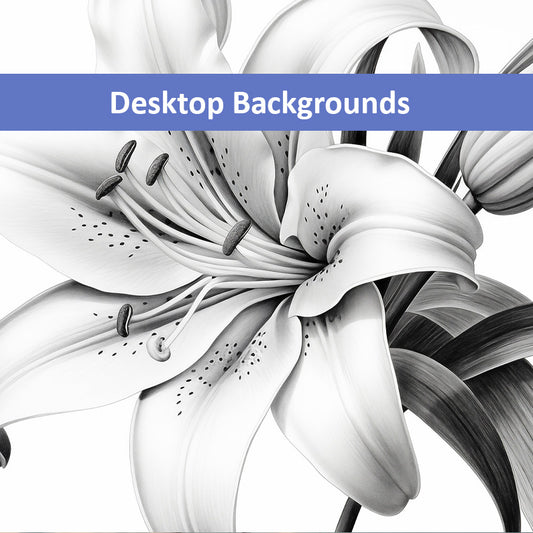 A Moment of Bloom Lily Pencil Sketch Charcoal Drawing Wallpaper for Computer