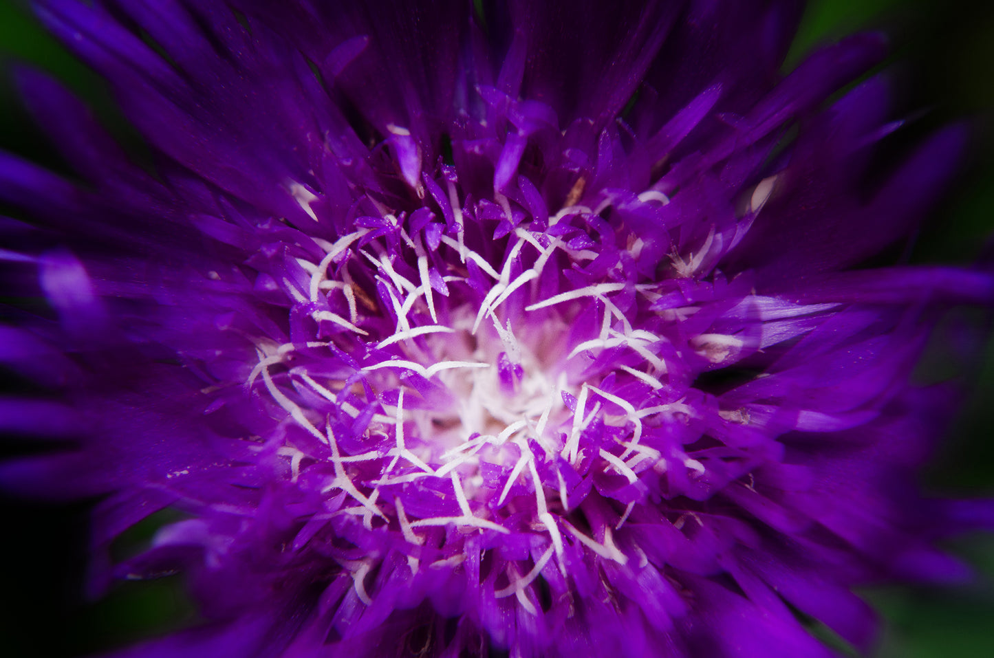 Art Print Website: Dark Purple and White Aster Bloom Close-up - Botanical / Floral / Flora / Flowers / Nature Photograph Loose / Unframed / Frameless / Frameable Wall Art Print - Artwork