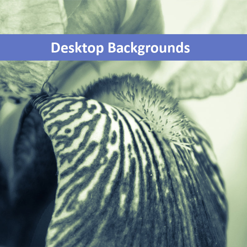 Abstract Japanese Iris Delight Nature Photo Wallpaper for Computer