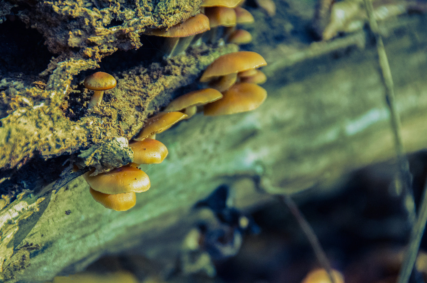 Botanical Hanging Canvas: Aged Mushroom Botanical / Plants Nature Photograph Canvas Wall Art Print - Artwork