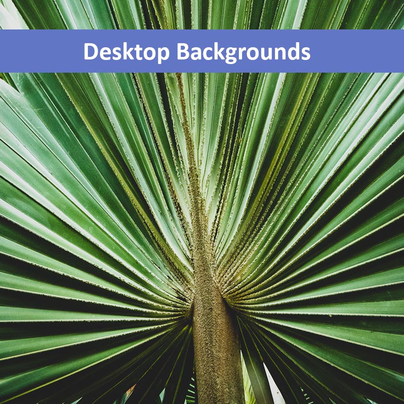 Aged and Colorized Wide Palm Leaves 2 Nature Photograph Wallpaper for Computer