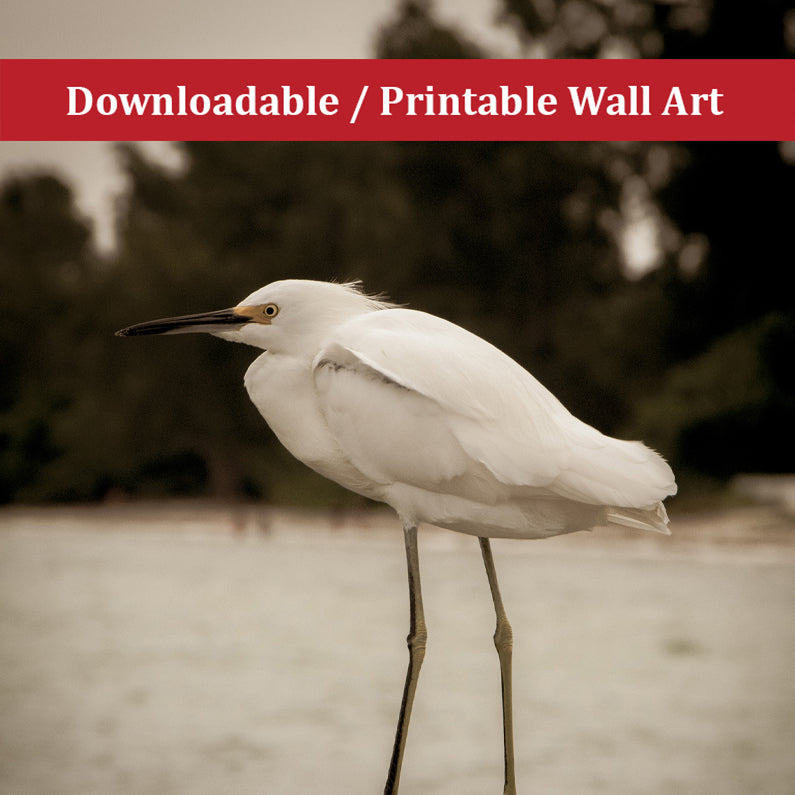 Aged and Colorized Snowy Egret on Pillar Sepia Bird Photo DIY Wall Decor Instant Download Print - Printable