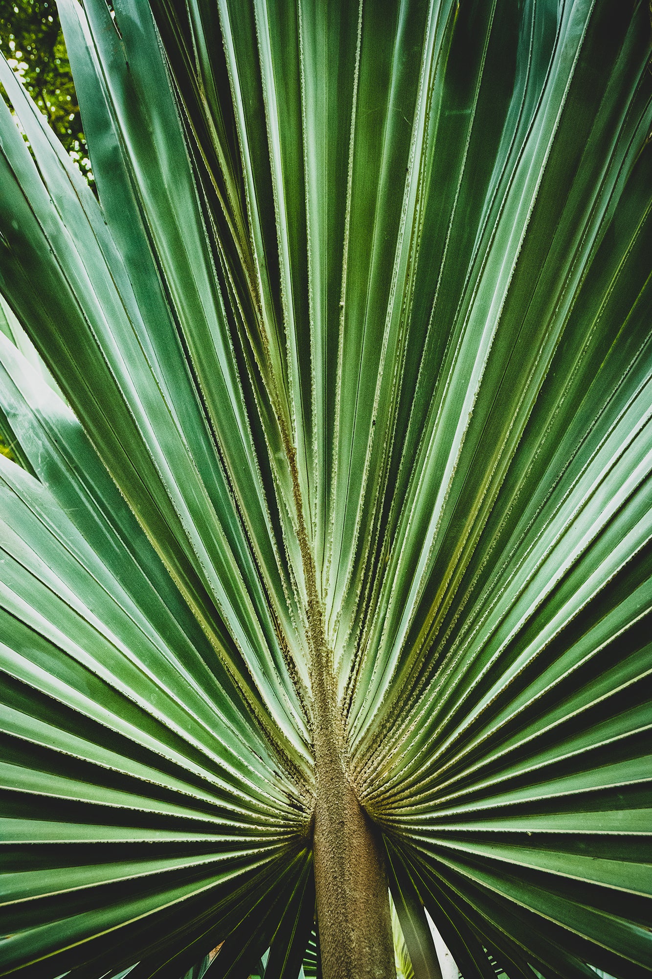Pictures For My Office Wall: Aged and Colorized Wide Palm Leaves 2 - Botanical / Plants / Nature Photograph Loose / Unframed Wall Art Print - Artwork