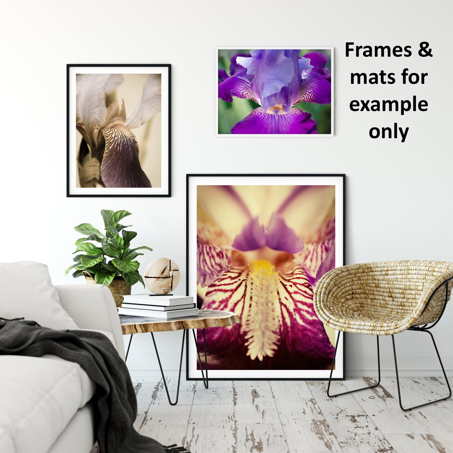 Floral Gallery Wall: Antiqued Iris - Botanical / Floral / Flora / Flowers / Nature Photograph Loose / Unframed / Frameless / Frameable Wall Art Print - Artwork