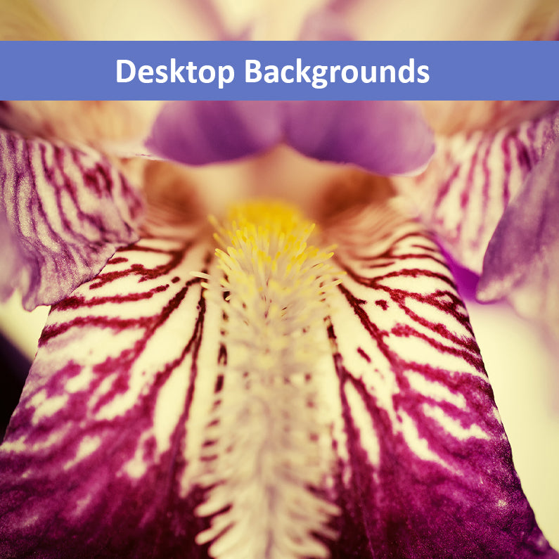 Antiqued Iris Floral Botanical Nature Photograph Wallpaper for Computer