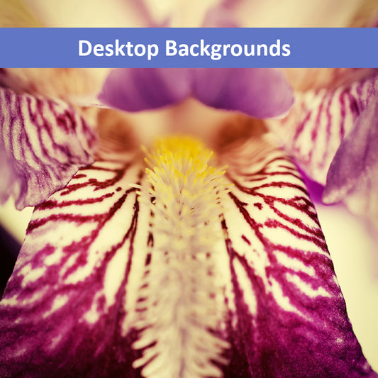 Antiqued Iris Floral Botanical Nature Photograph Wallpaper for Computer