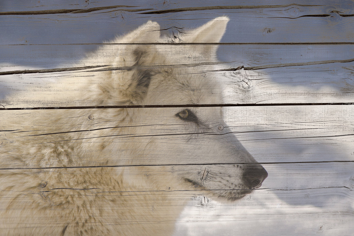 Trendy Wall Prints: Aries the White Wolf Portrait on Faux Weathered Wood Texture - Farmhouse / Country Style / Modern Wildlife / Animal Photographic Artwork