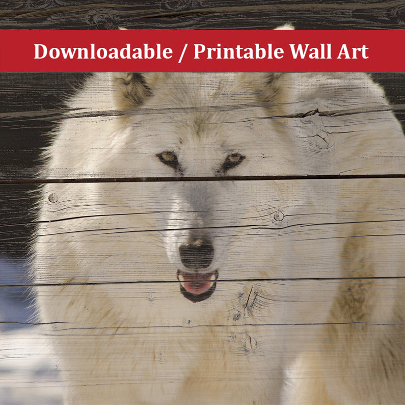 Aries the White Wolf Wildlife Photo DIY Wall Decor Instant Download Print - Printable