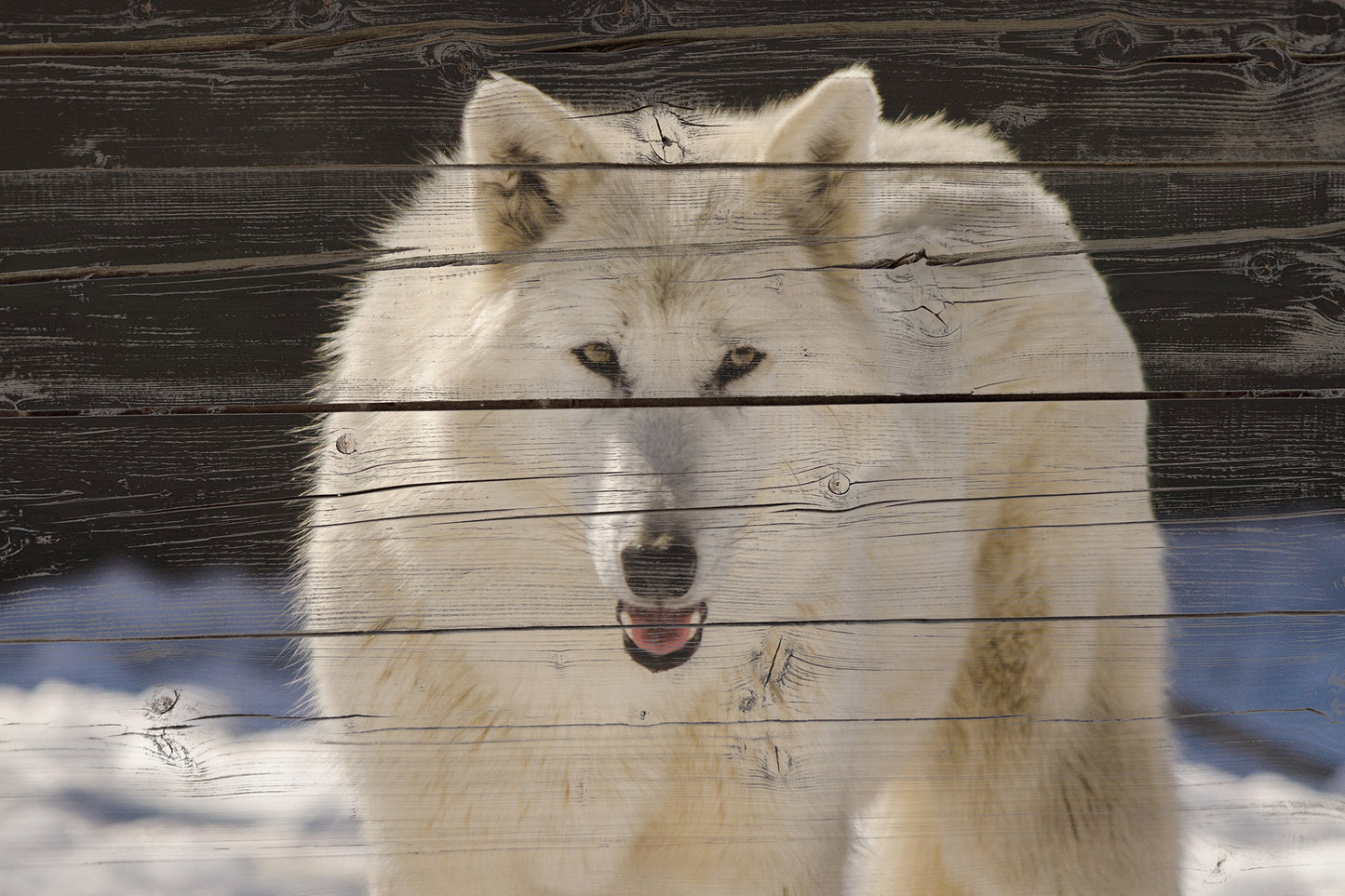 Prints For Your Room: White Wolf Portrait on Faux Weathered Wood Texture - Wildlife / Animal / Nature Photograph Canvas Wall Art Print - Artwork