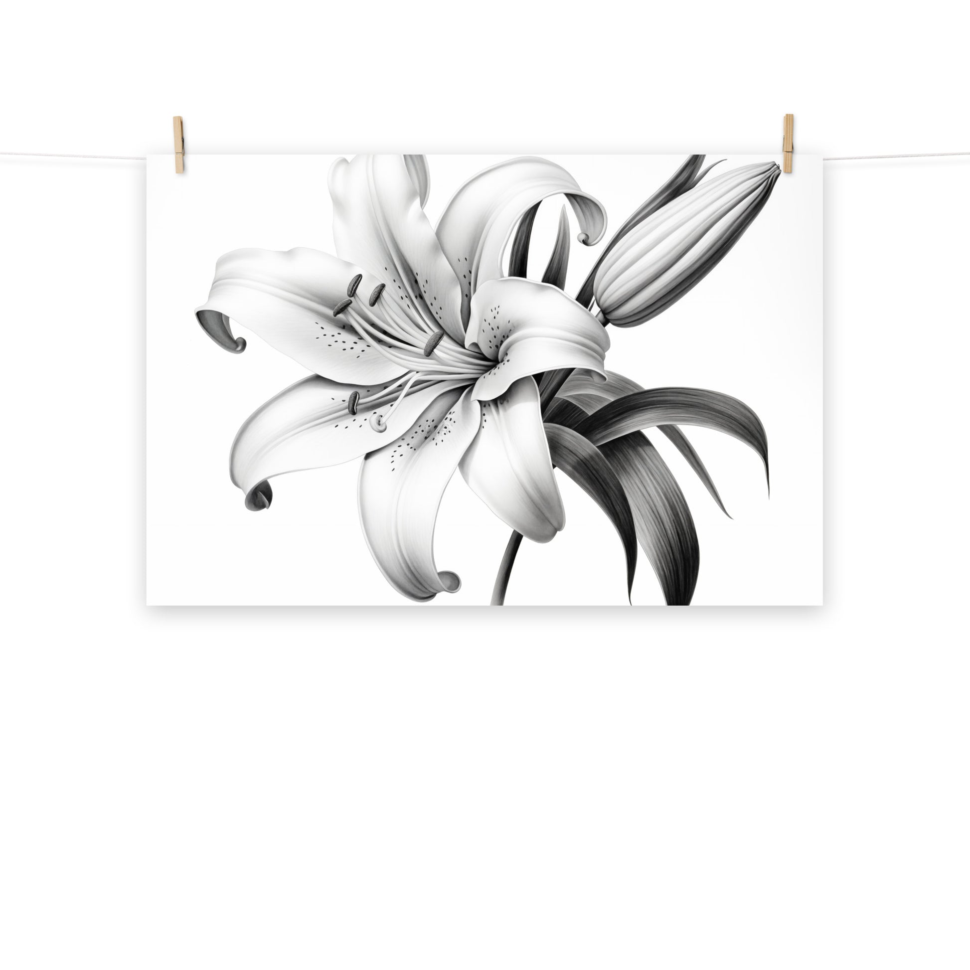 white lily sketch A Moment of Bloom White Lily Art Print