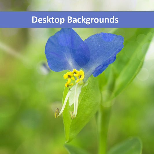Asiatic Dayflower Nature Photograph Wallpaper for Computer