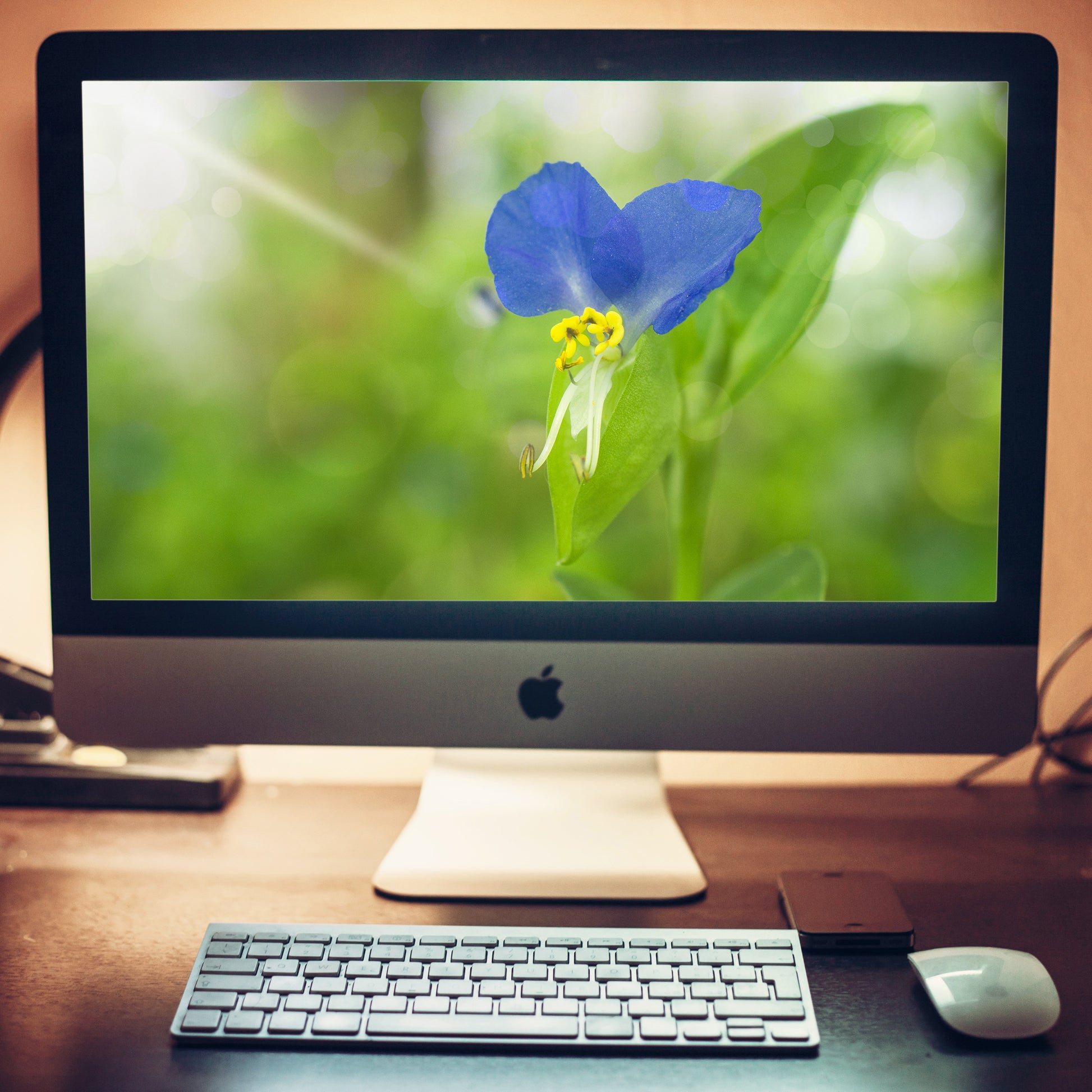 Asiatic Dayflower Nature Photograph Wallpaper for Computer 2