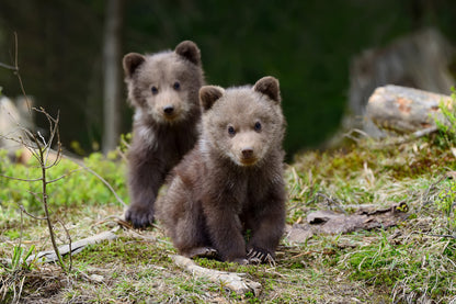 Woodland Theme Wall Decor: Adorable Cubs In The Trees - Woodland Wildlife / Nature Photograph Canvas Print - Artwork