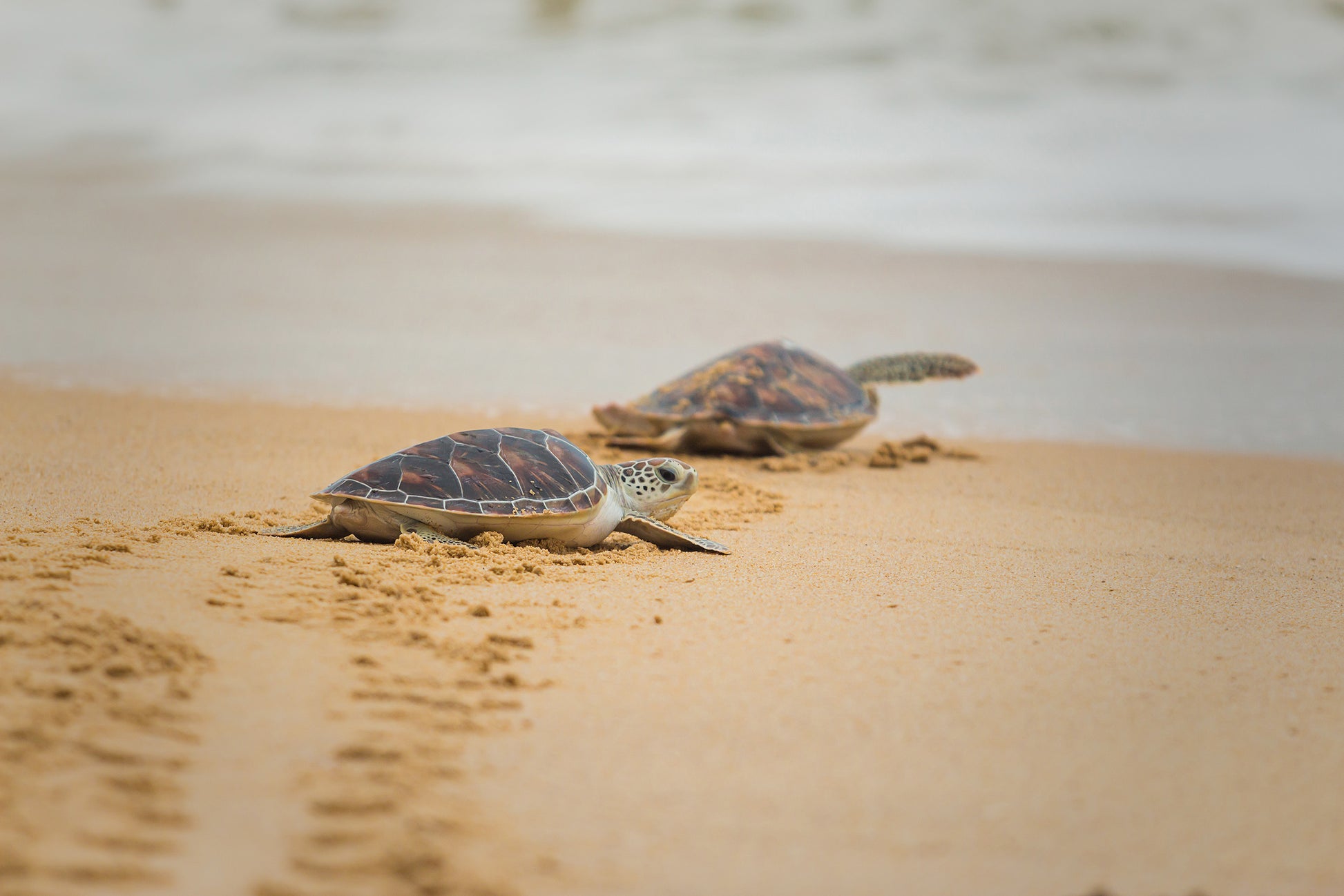 Modern Dining Room Wall Decor: Hawksbill Sea Turtle Hatchlings at the Shore - Coastal / Wildlife / Marine Animal / Nature Photograph Canvas Wall Art Print - Artwork