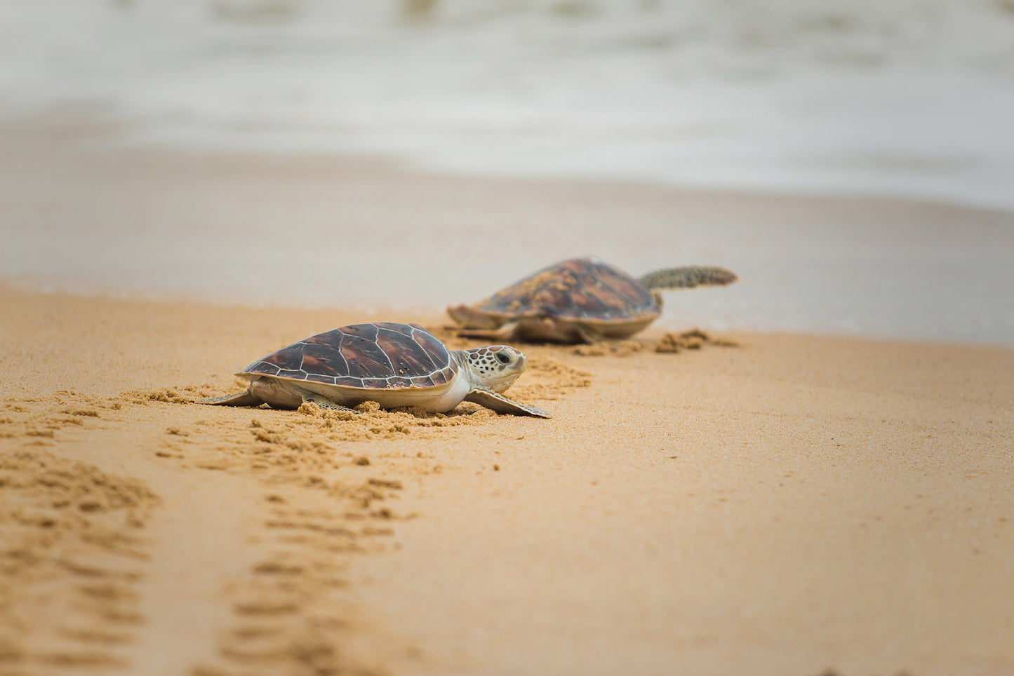 Aesthetic Wall Posters For Room: Hawksbill Sea Turtle Hatchlings at the Shore Animal / Wildlife / Coastal / Nature Photograph Unframed / Loose / Frameless / Frameable Wall Art Prints - Artwork