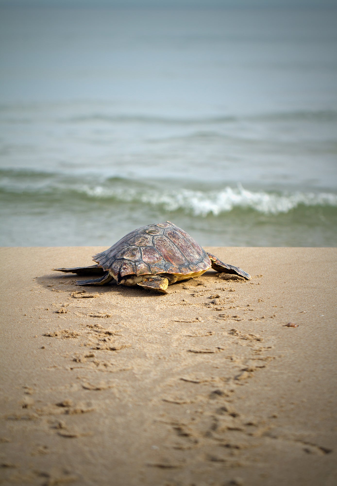 Cool Art Prints: Sea Turtle Hatchling On The Shore Animal / Wildlife / Coastal / Nature Photograph Unframed / Loose / Frameless / Frameable Wall Art Prints - Artwork