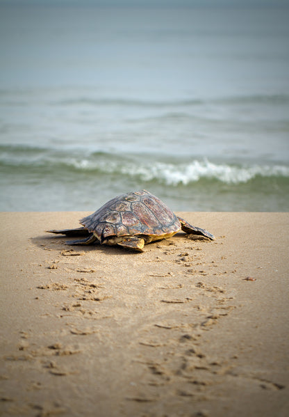 Coastal Kitchen Wall Decor: Baby Loggerhead Sea Turtle Hatchling at the Shore - Coastal / Wildlife / Marine Animal / Nature Photograph Canvas Wall Art Print - Artwork