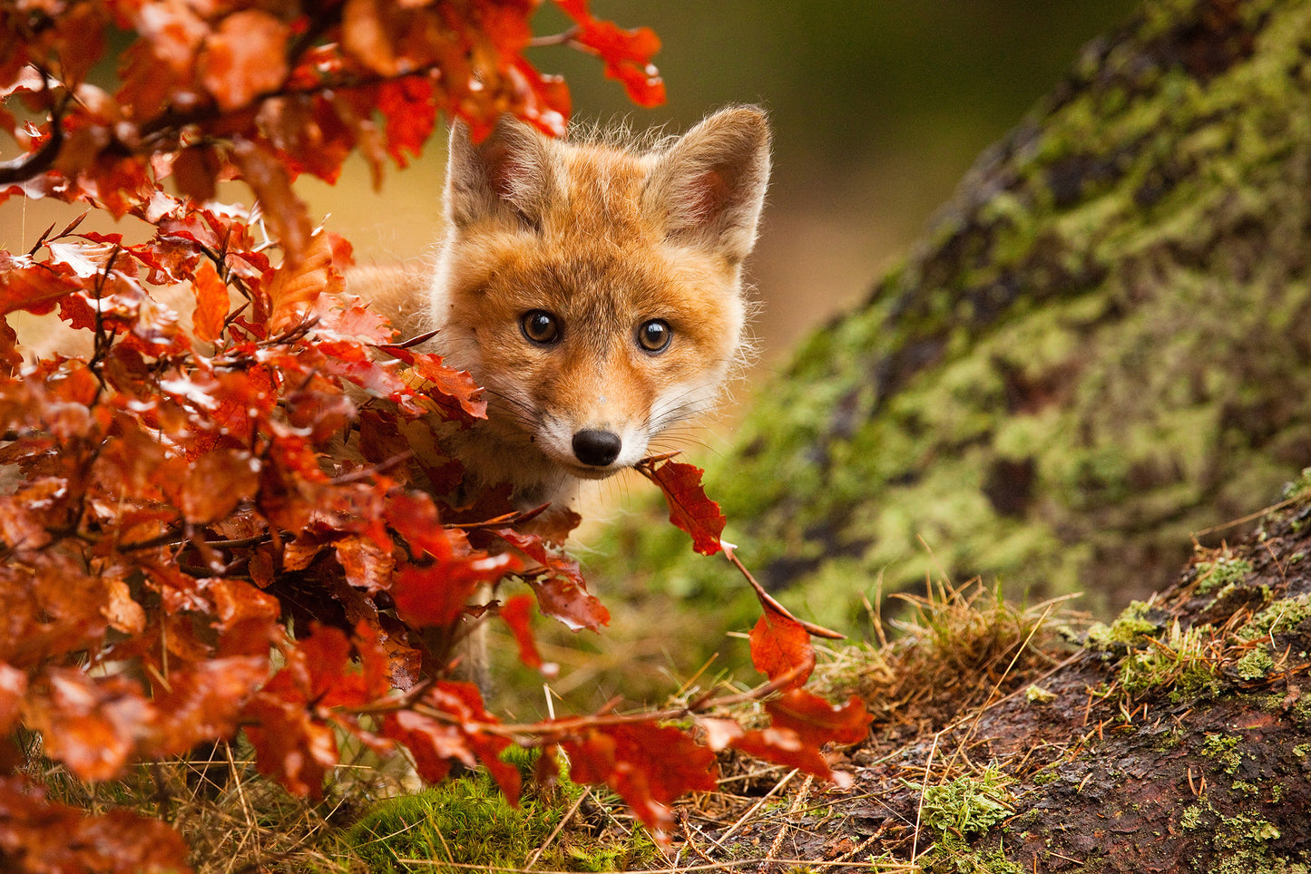 Unique Wall Art For Nursery: Peek-A-Boo Baby Fox Pup And Fall Leaves - Animal / Wildlife / Nature Photograph Canvas Artwork - Wall Decor