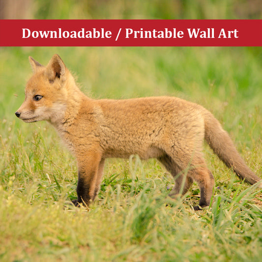 Baby Red Fox Daydreaming Wildlife Photo DIY Wall Decor Instant Download Print - Printable