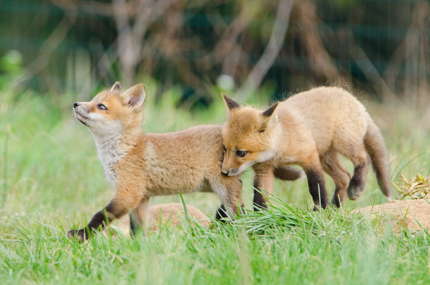 Bright Nursery Prints: Playful Red Fox Pups In Field Animal / Wildlife Photograph Loose / Unframed / Frameless / Frameable Wall Art Prints