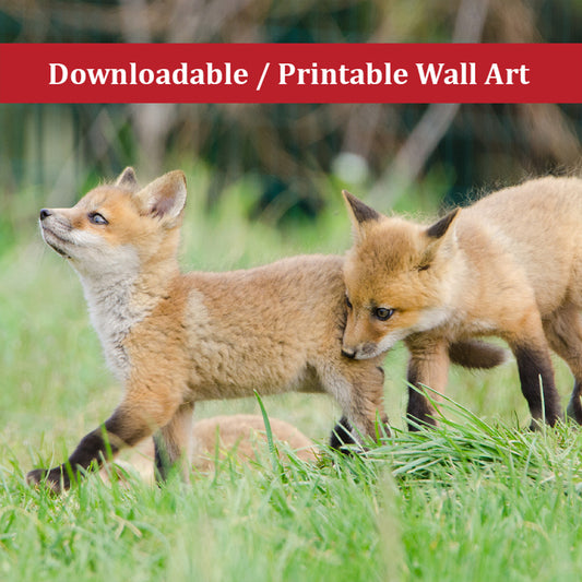 Baby Red Fox Head Held High Wildlife Photo DIY Wall Decor Instant Download Print - Printable