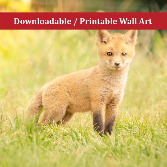 Baby Red Fox in the Sun  Wildlife Photo DIY Wall Decor Instant Download Print - Printable