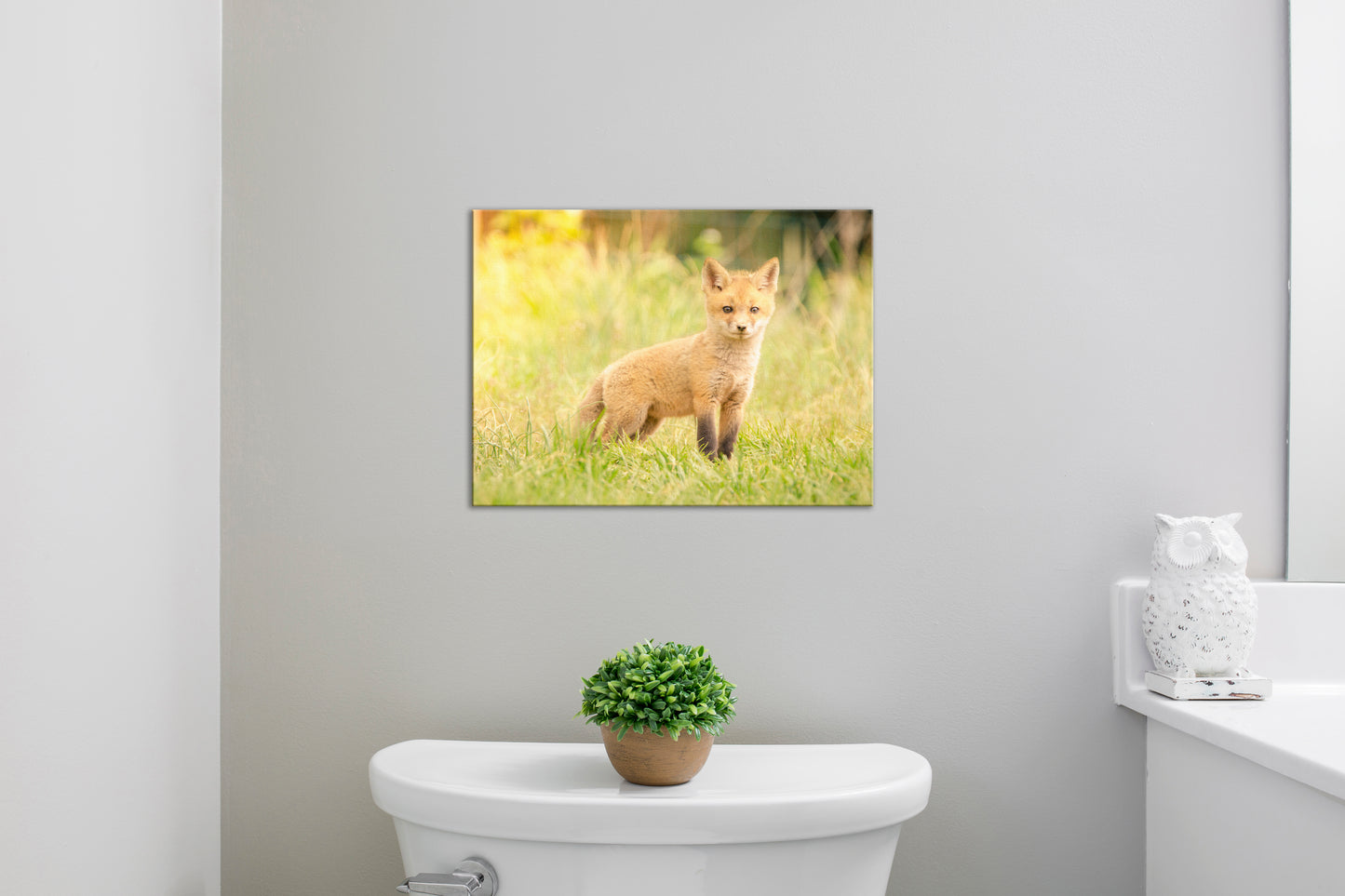 Baby Red Fox in the Sun  Wildlife Photo DIY Wall Decor Instant Download Print - Printable