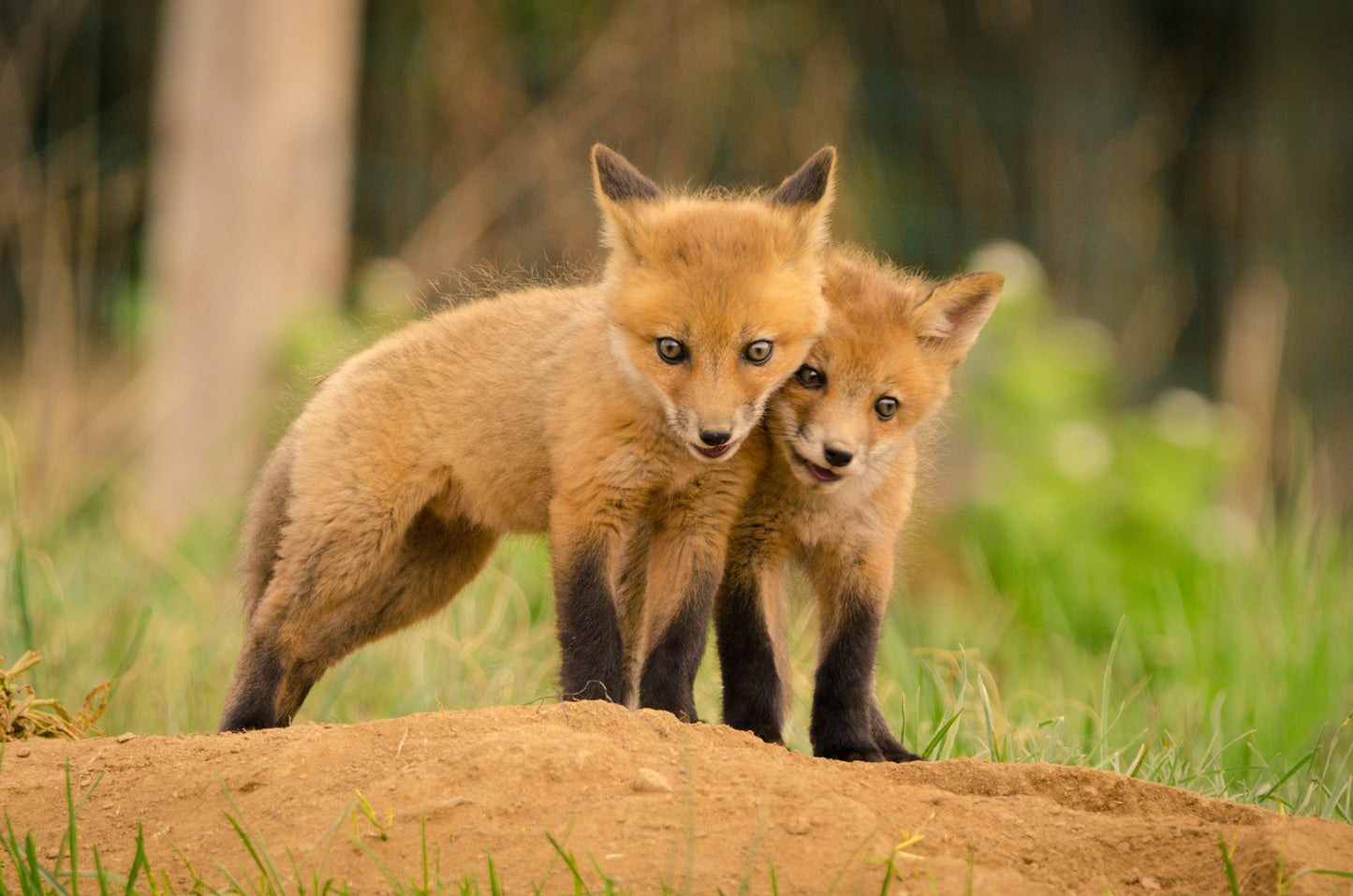 Modern Nursery Artwork: Baby Red Fox Kits Close to You Animal / Wildlife Photograph Fine Art Canvas Wall Art Prints