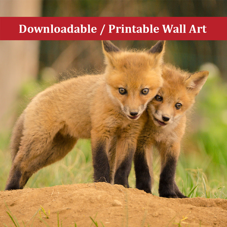 Baby Red Fox Close to You Wildlife Photo DIY Wall Decor Instant Download Print - Printable