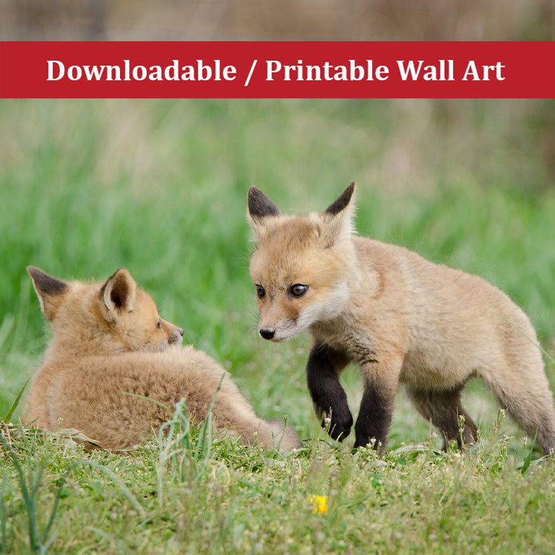 Baby Red Fox Coming to Get You Wildlife Photo DIY Wall Decor Instant Download Print - Printable