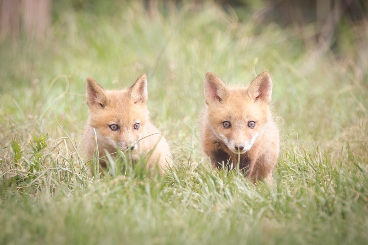 Baby Red Fox Learning to Hunt Wildlife Photo DIY Wall Decor Instant Download Print - Printable