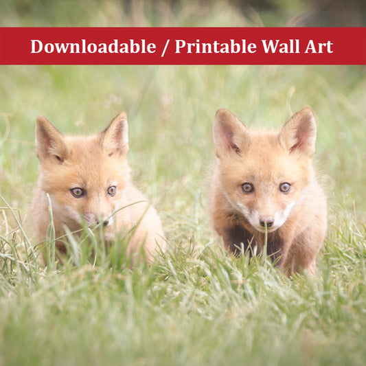 Baby Red Fox Learning to Hunt Wildlife Photo DIY Wall Decor Instant Download Print - Printable