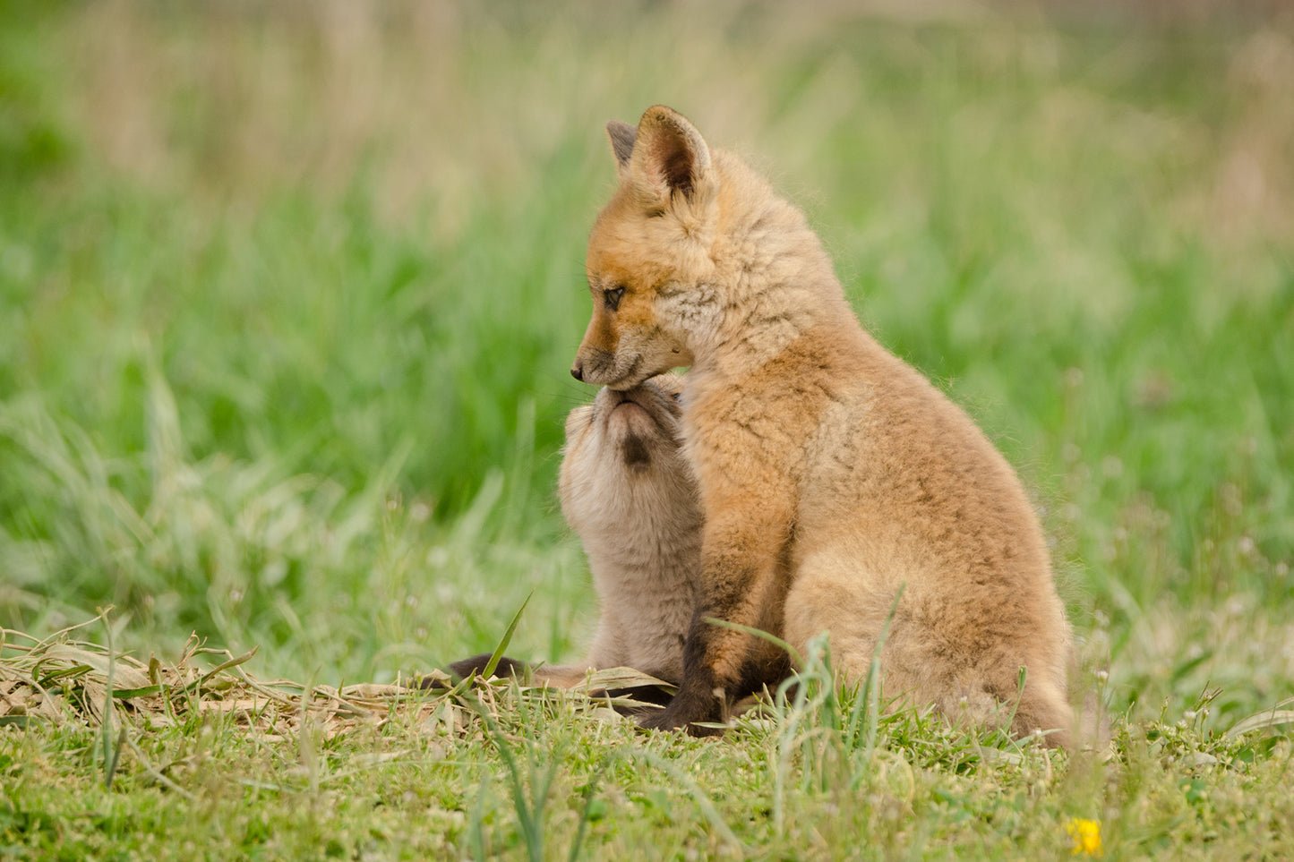 Baby Red Fox Sibling Kisses Wildlife Photo DIY Wall Decor Instant Download Print - Printable