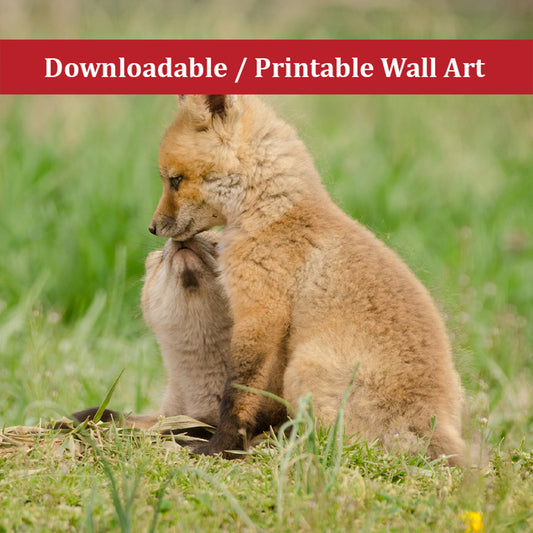 Baby Red Fox Sibling Kisses Wildlife Photo DIY Wall Decor Instant Download Print - Printable