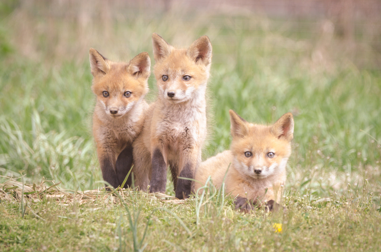 Baby Red Fox Kits Siblings Wildlife Photo DIY Wall Decor Instant Download Print - Printable