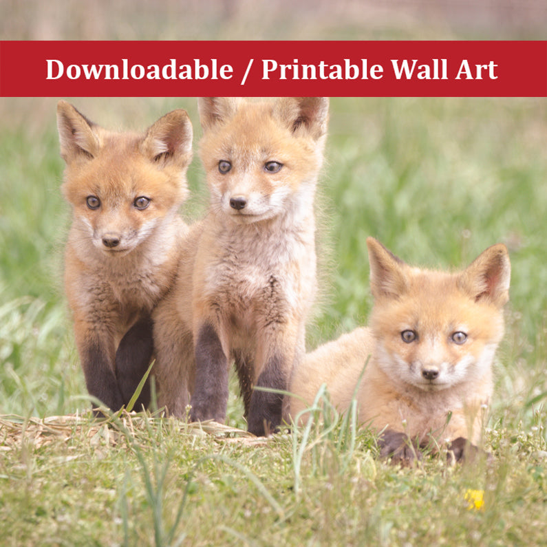 Baby Red Fox Kits Siblings Wildlife Photo DIY Wall Decor Instant Download Print - Printable