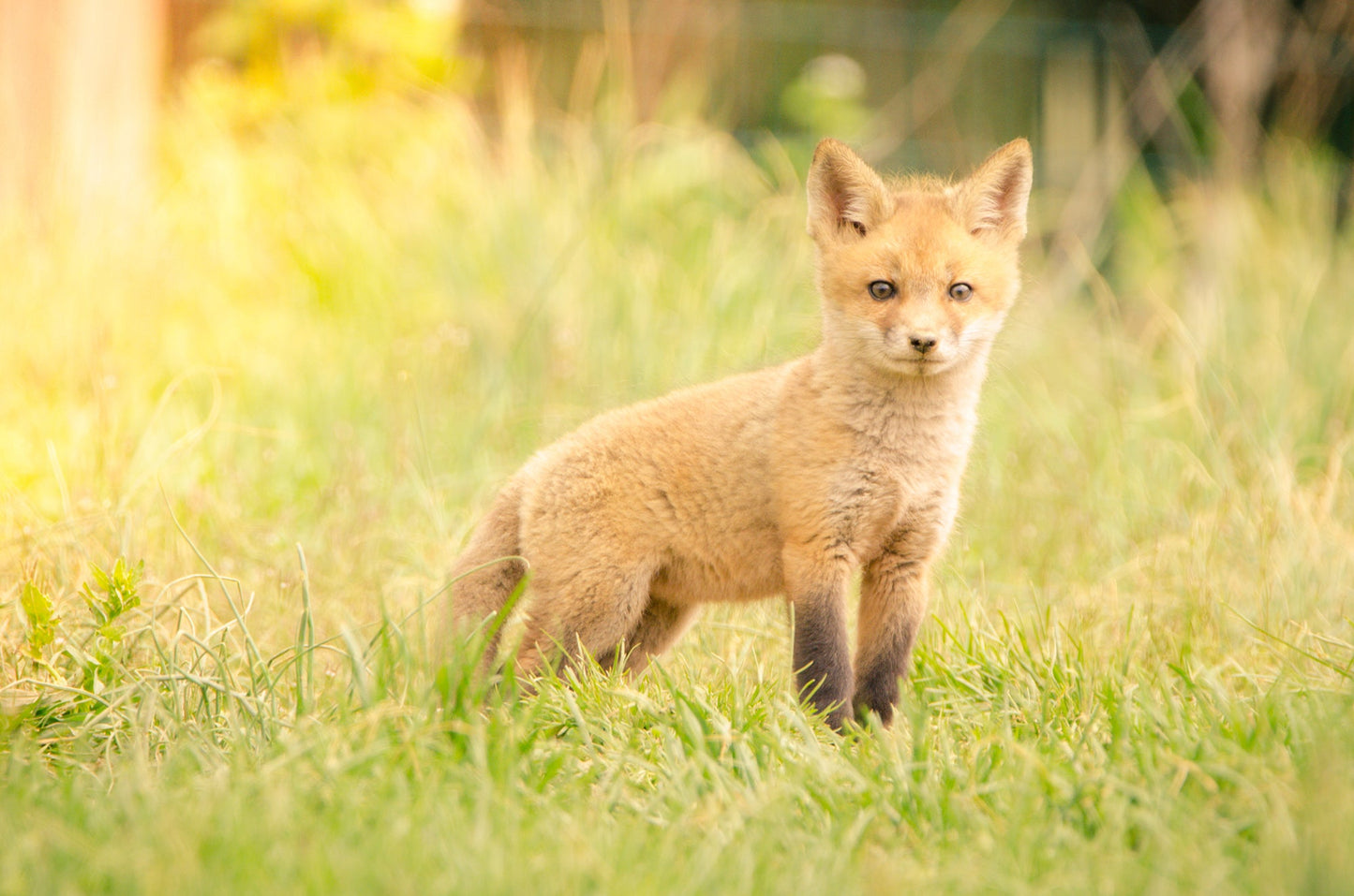Animal Canvas Nursery: Baby Red Fox in the Sun Animal / Wildlife / Nature Photograph Canvas Wall Art Print - Artwork