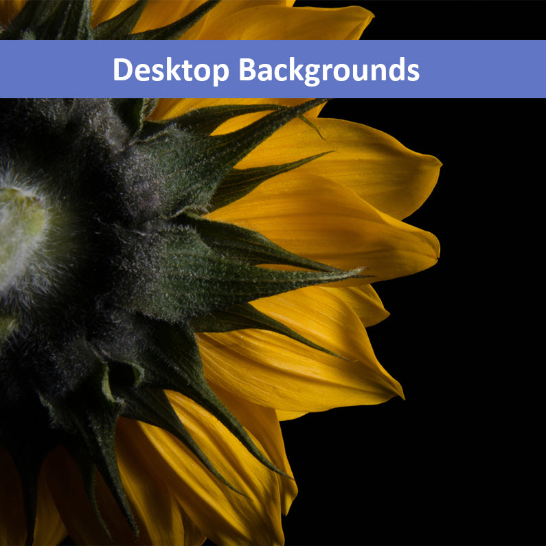Backside of Sunflower Floral Nature Photography Wallpaper for Computer