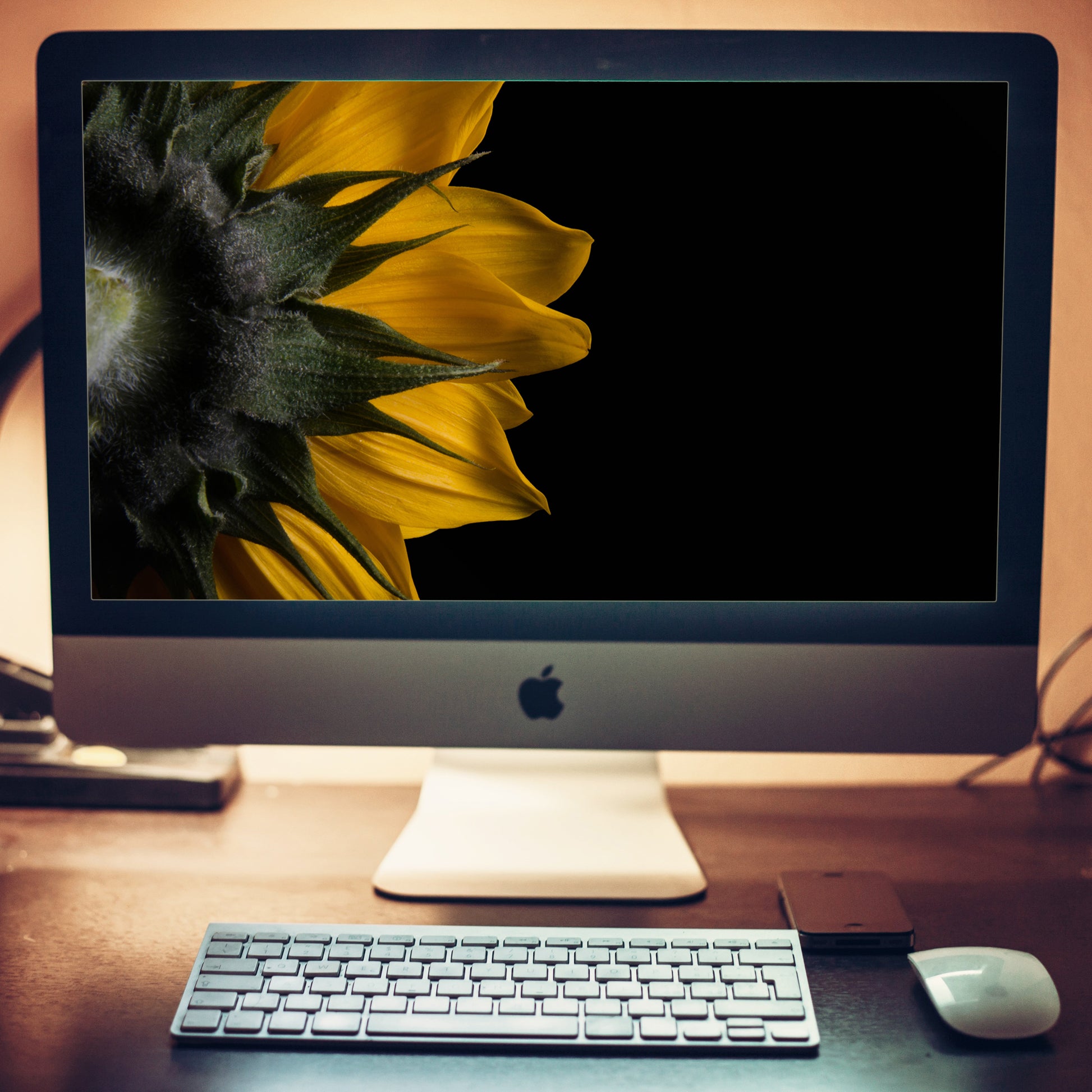 Backside of Sunflower Floral Nature Photography Wallpaper for Computer 2