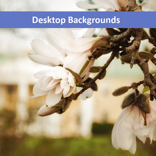 Bellevue Mansion Floral Botanical Nature Photograph Wallpaper for Computer