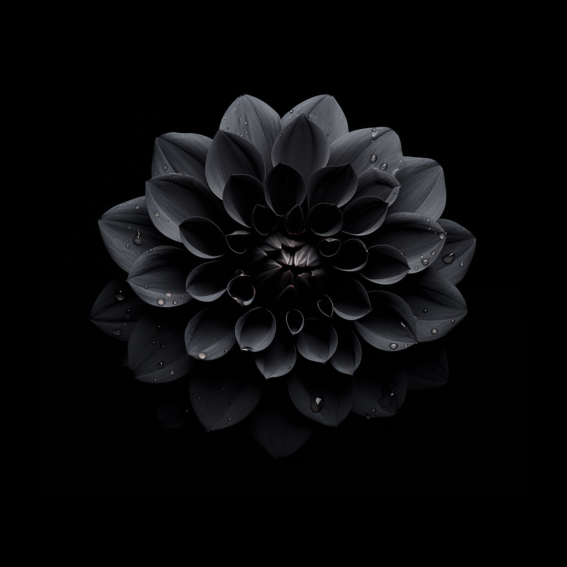 Black Beauty Black Flowers Photorealism