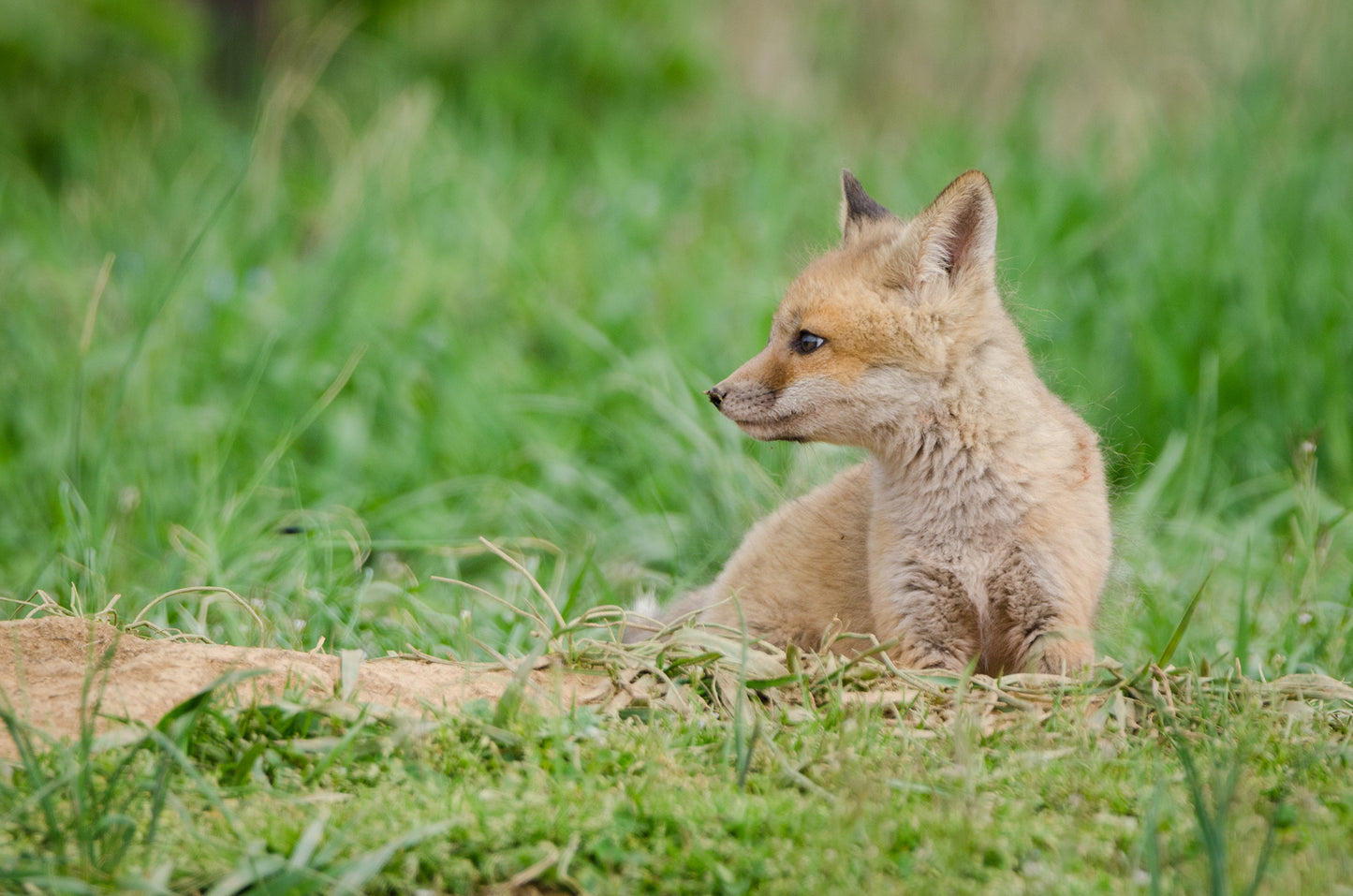 Fox On Canvas: Red Fox Pups - Chillin - Wildlife / Animal / Nature Photograph Canvas Wall Art Print - Artwork